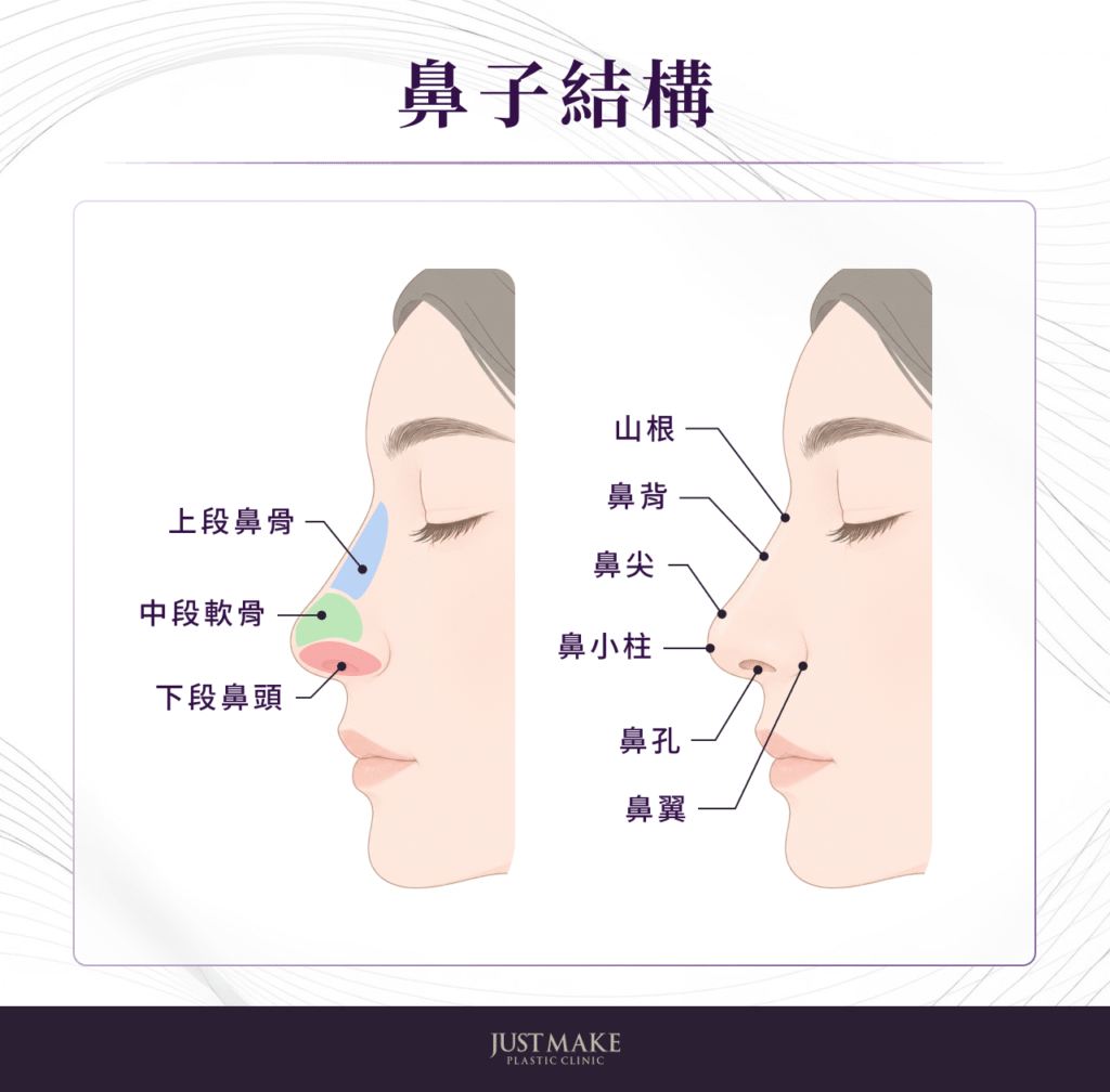 鼻子結構